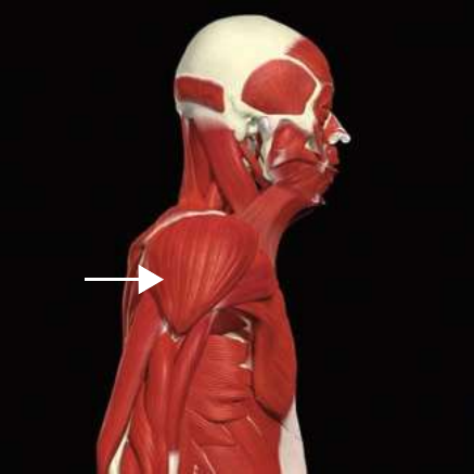 Posterior deltoid