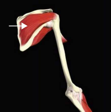 Infraspinatus