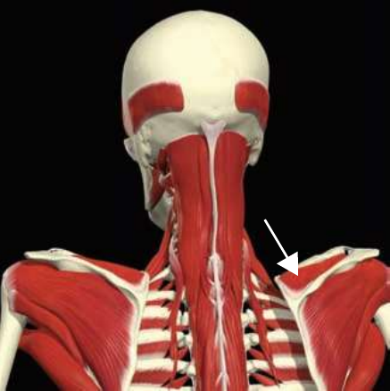 Supraspinatus
