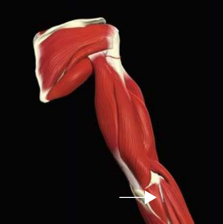 Anconeus at the posterior elbow
