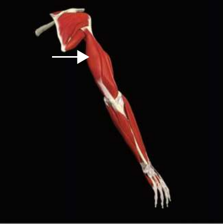 Triceps brachii on the posterior upper arm